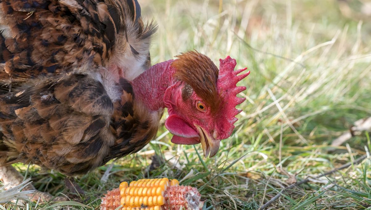 POULET FERMIER